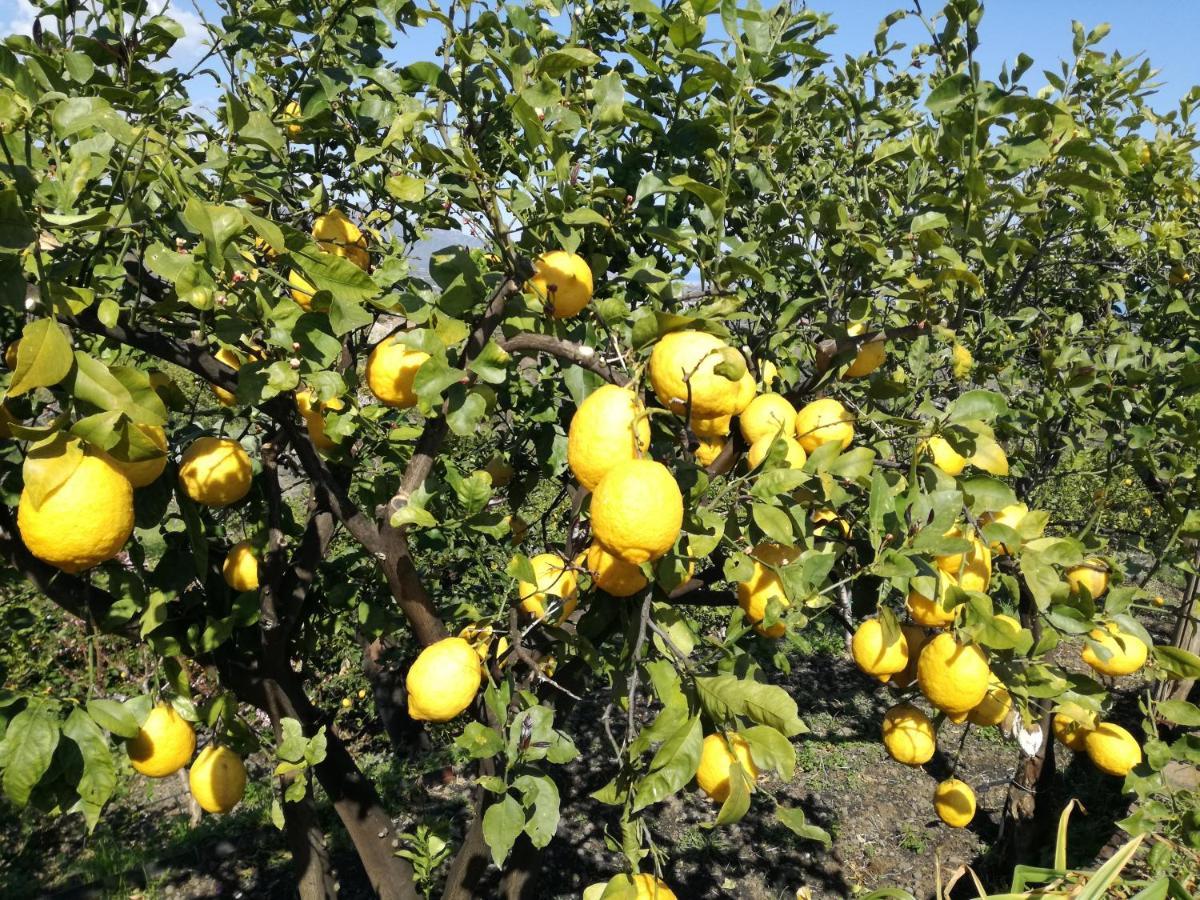 Vila Il Limoneto Di Leo Mascali Exteriér fotografie